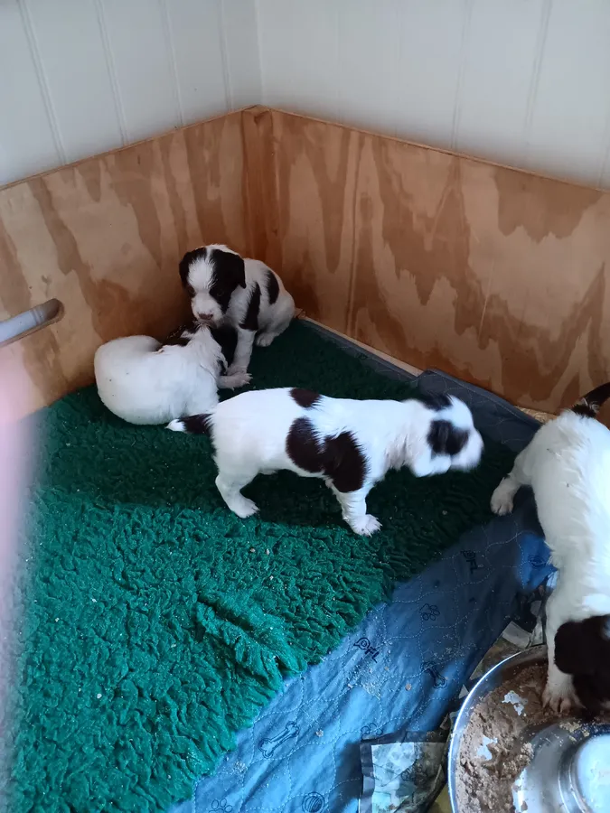 springer spaniel puppies