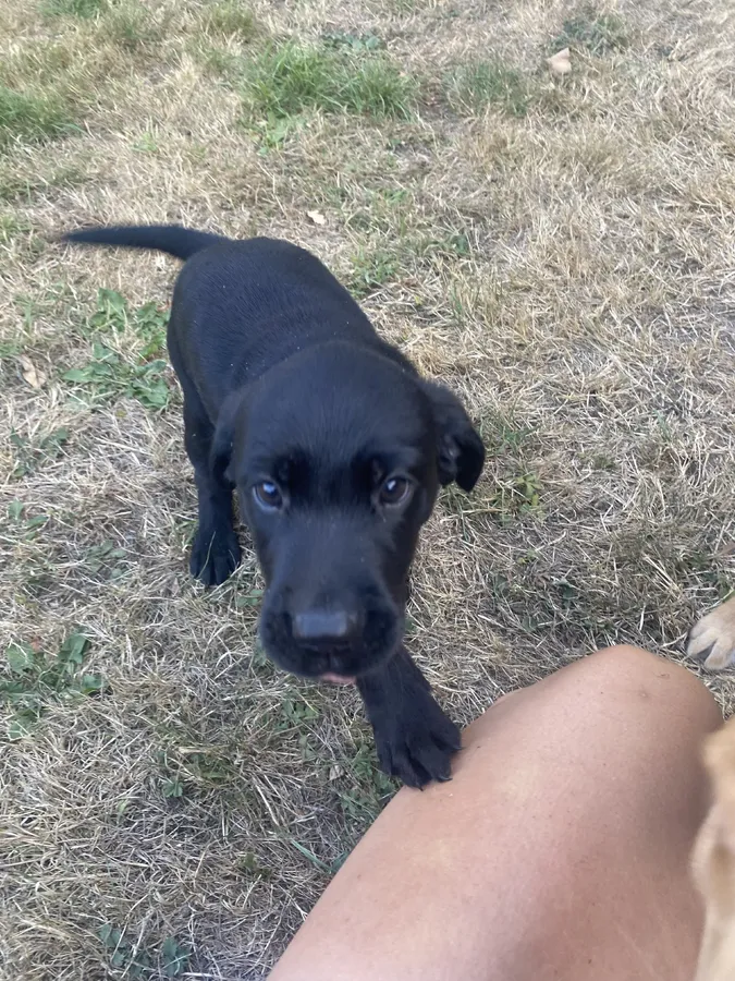 Working labradors puppies from 5 star breeders ready 19th Aug
