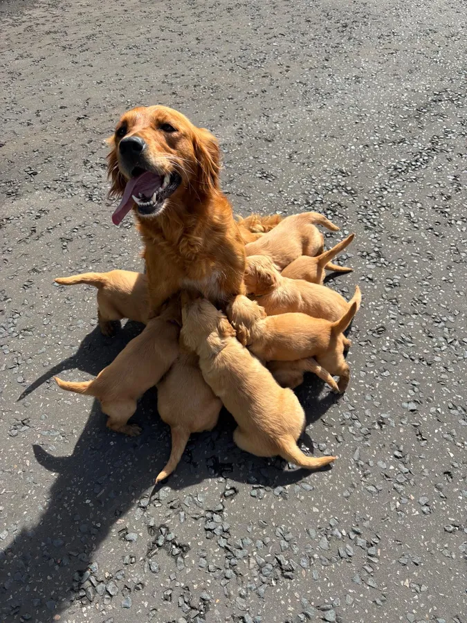 Golden Retriever Puppies