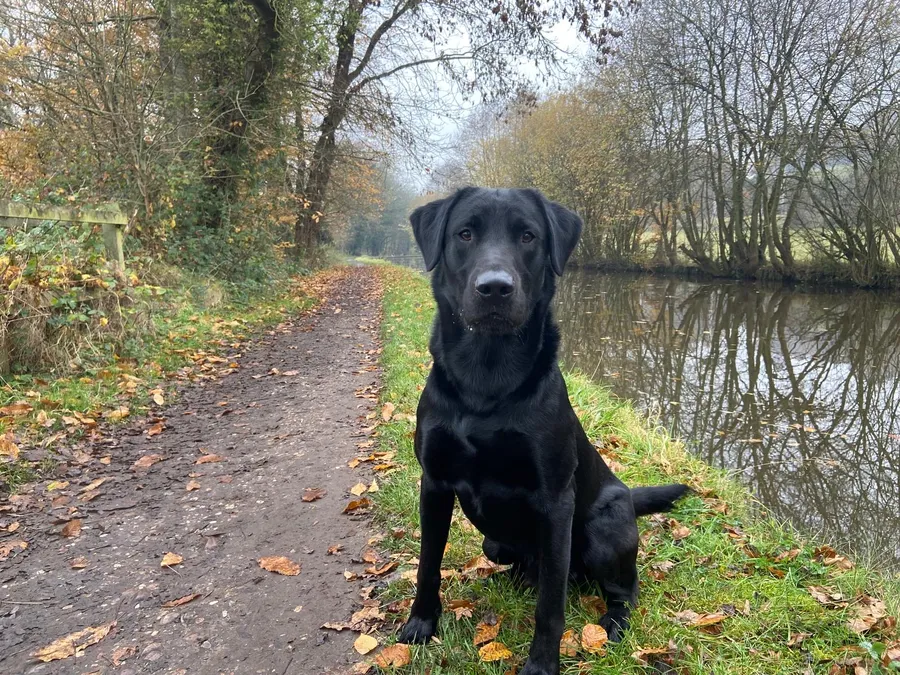 Working Black Labrador Stud