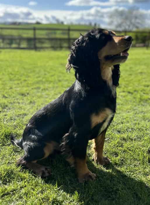 Working KC Cocker Spaniel Health tested