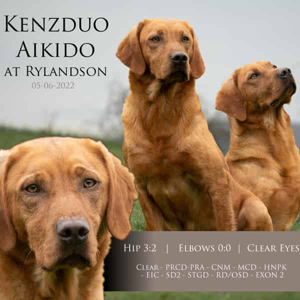Dark Fox Red Stud Dog - Fully Health Tested