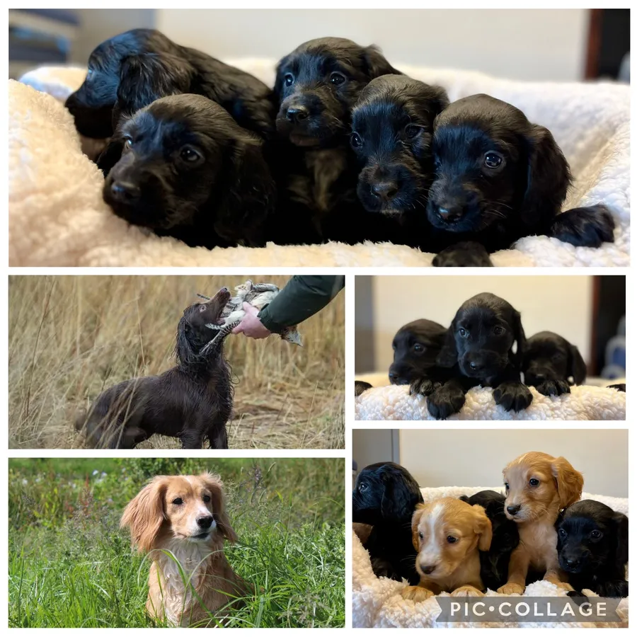 Outstanding FTW Sired Kc registered cocker spaniels