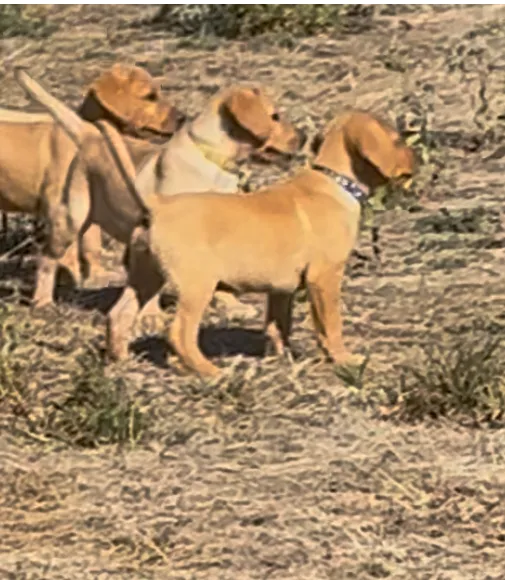 Multi field trial champion line