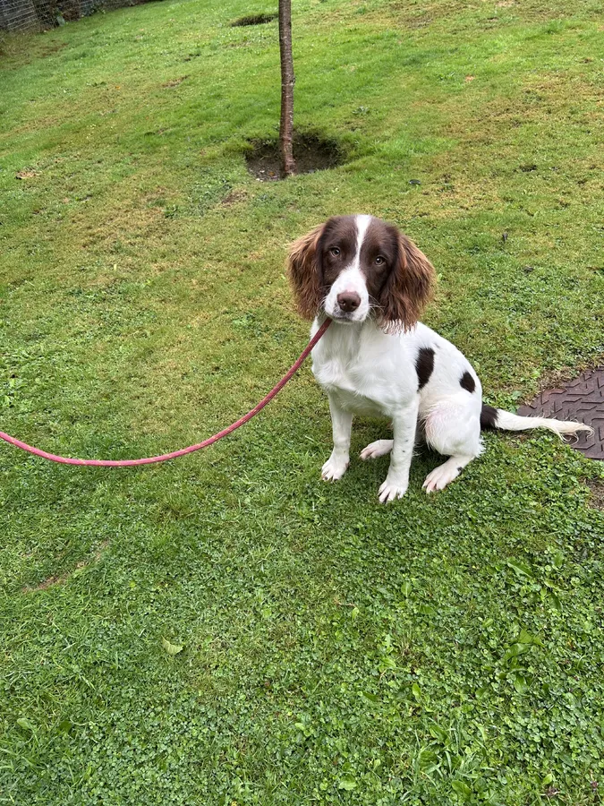 ESS dog for sale
