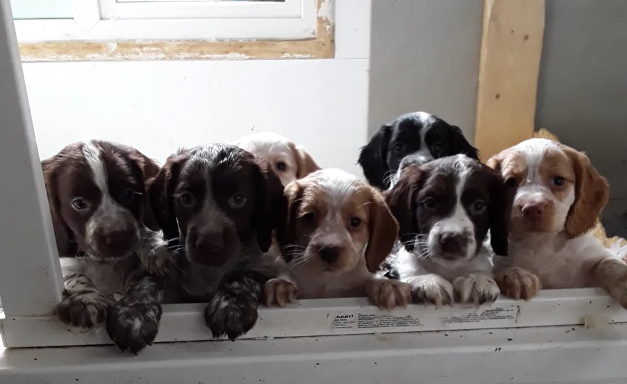 Working cocker pups for sale