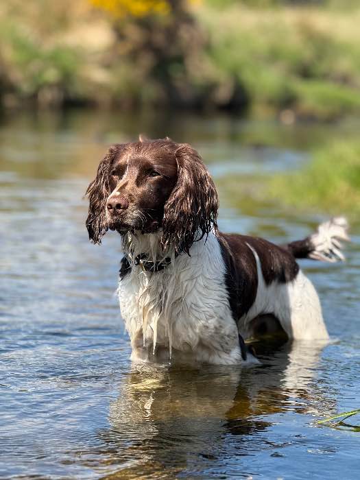EXCEPTIONAL WORKING SPRINGER SPANIEL FOR STUD