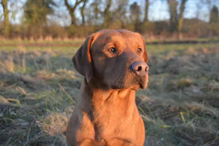 Handsome Fox red Stud,FULLY HEALTH TESTED