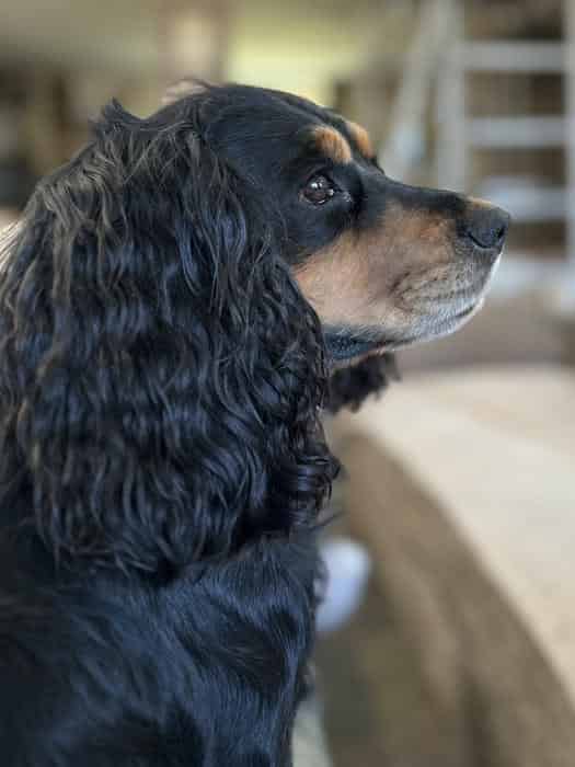 Working Cocker Spaniel for stud KC reg
