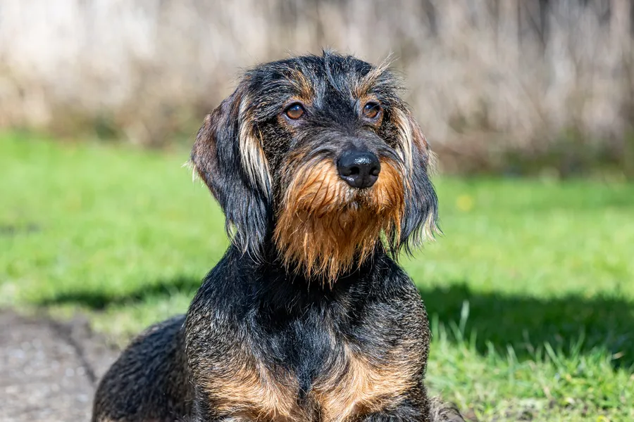 CHAMPION LINE PROVEN WIREHAIRED STUD
