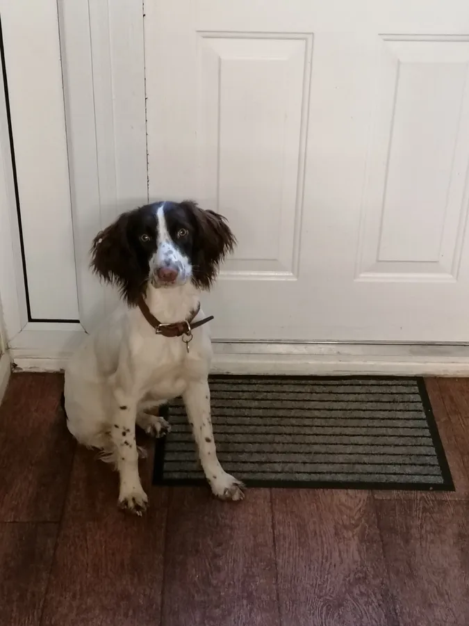 13 month springer bitch