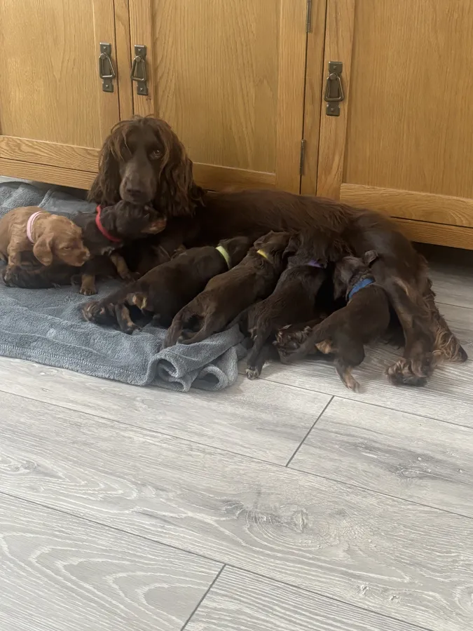 Kc registered working cocker spaniels