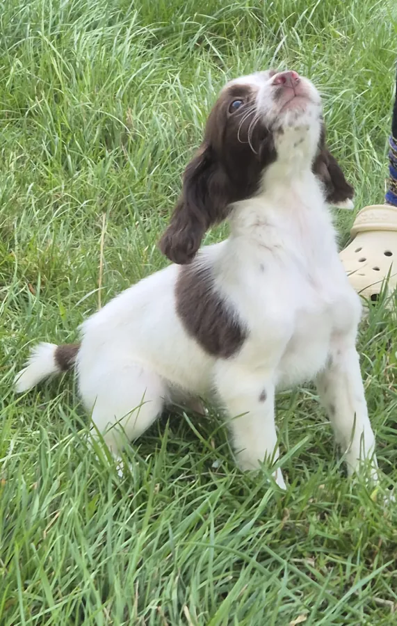KC Reg FTCH English Springer Spaniel Puppies