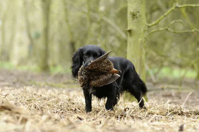 Cocker spaniel stud