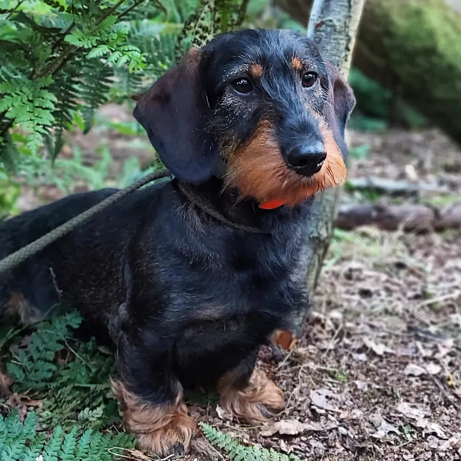 Working teckel puppies European imported parents