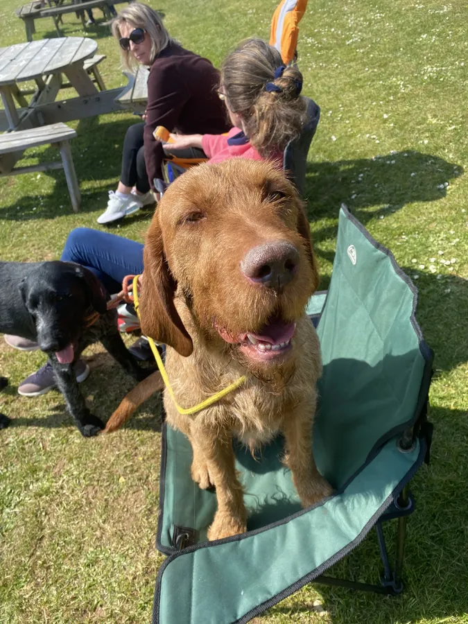 Hungarian Wirehaired stud dog