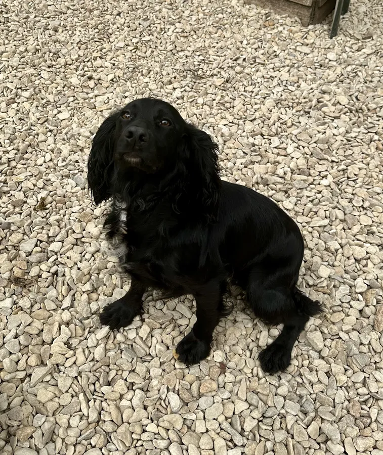 Quality black bitch pups available FTCHxOFTW