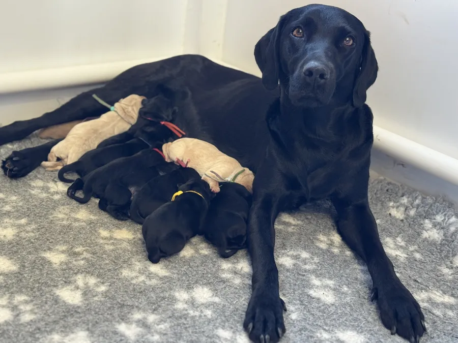 KC registered working Labrador puppies