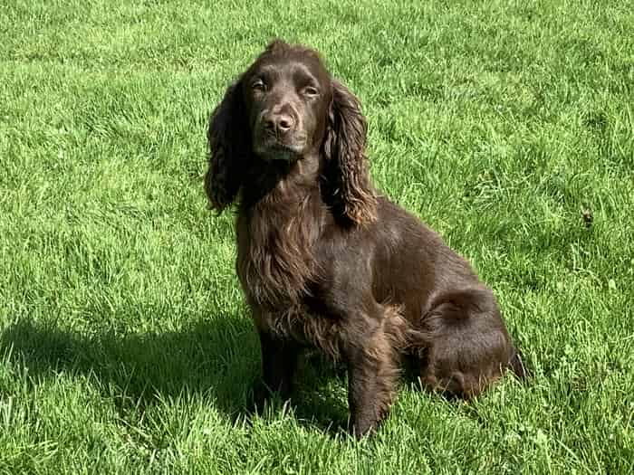 Superb Working Cocker