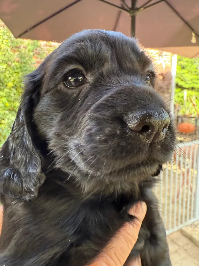 One working Cocker Bitch Puppy