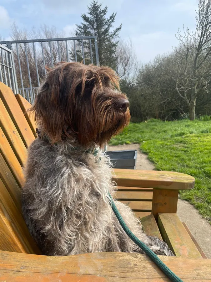 Korthals Griffon Litter