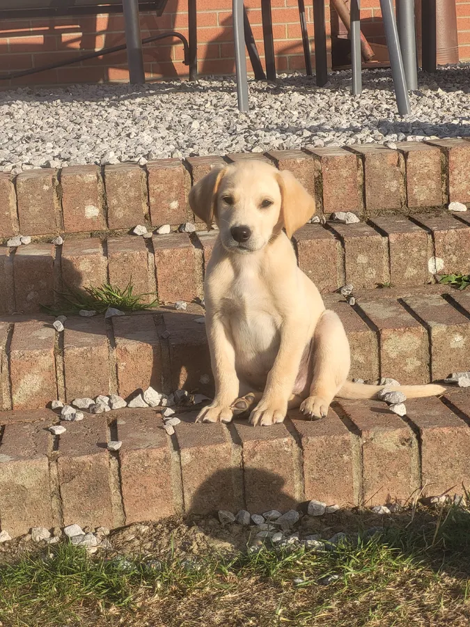 Labrador puppies available