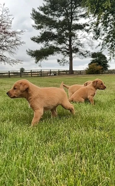 EXCEPTIONAL Fox Red KC registered Labrador puppies sired by Ft Ch Jarailstar Hogen of Stauntonvale