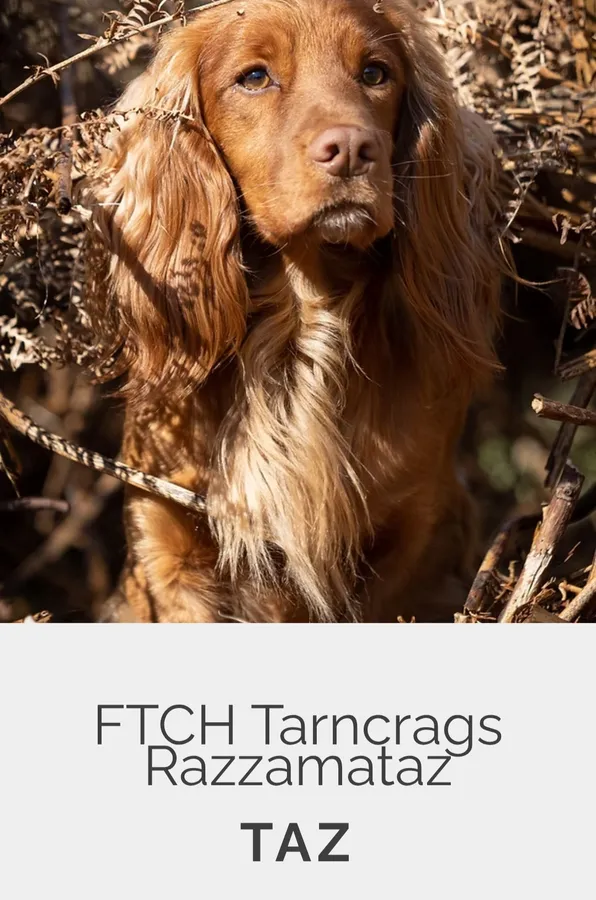 Ftch sired cocker pups