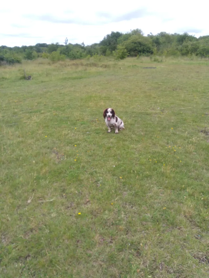 Young Cocker Dog