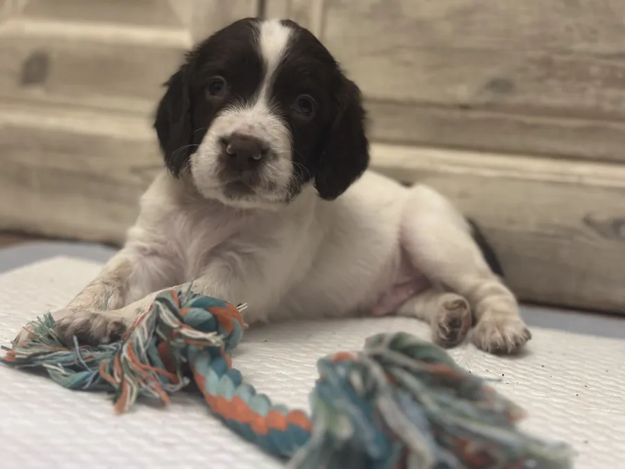 Working Springer Spanile Puppies