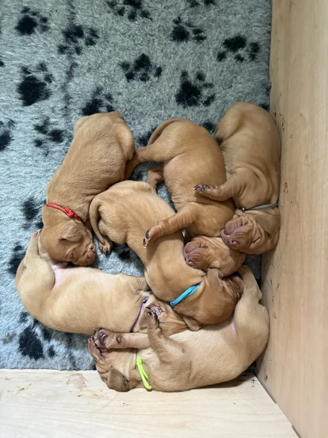 KC Registered Smooth Coated Vizslas