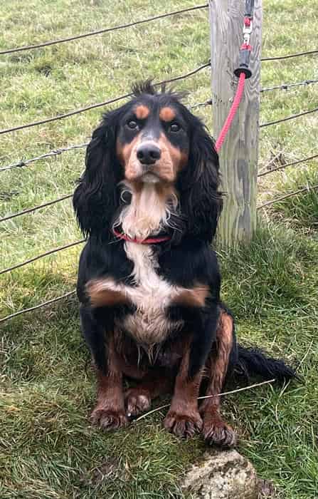 Cocker spaniel available for stud