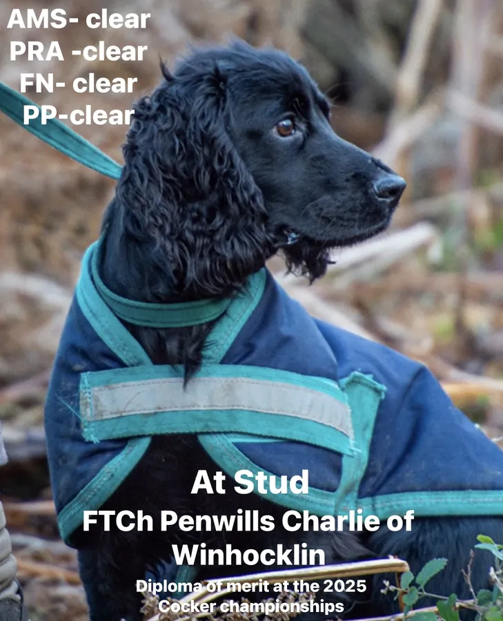 FTCH Penwills Charlie of Winhocklin