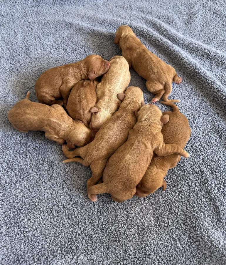 OFTW Sired Working Cocker Spaniel Puppies