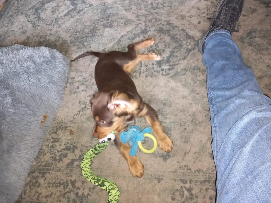 4 month working cocker