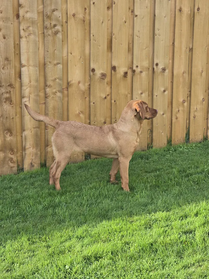 Beautiful Fox Red Labrador