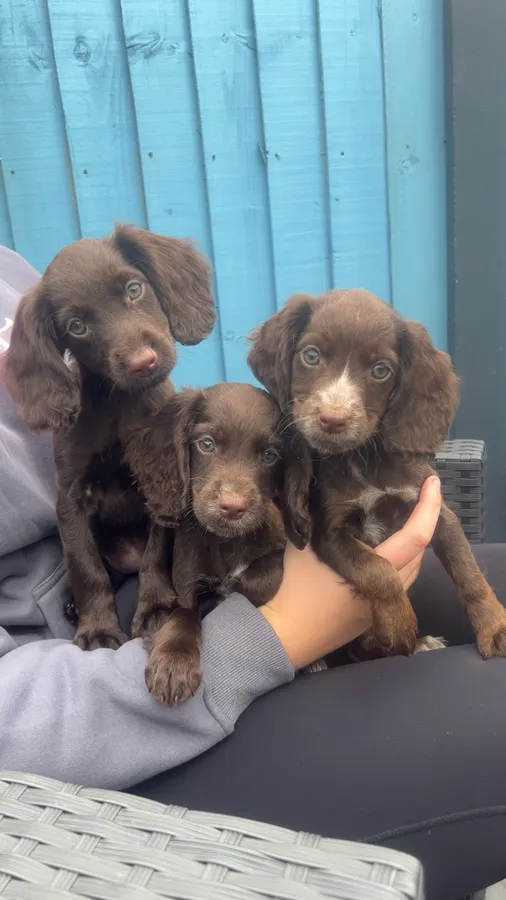 KC working cocker pups ready now