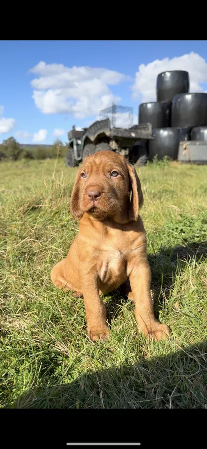 WHVizsla puppies
