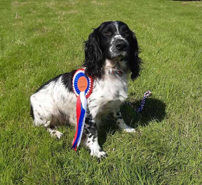 Fully Health Tested Springer at Stud