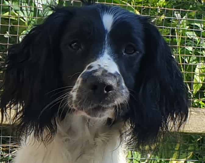Moonreed Swank of Woodash at Stud