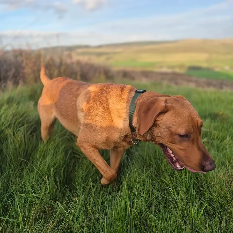 FULLY HEALTH TESTED RED FOX LAB STUD