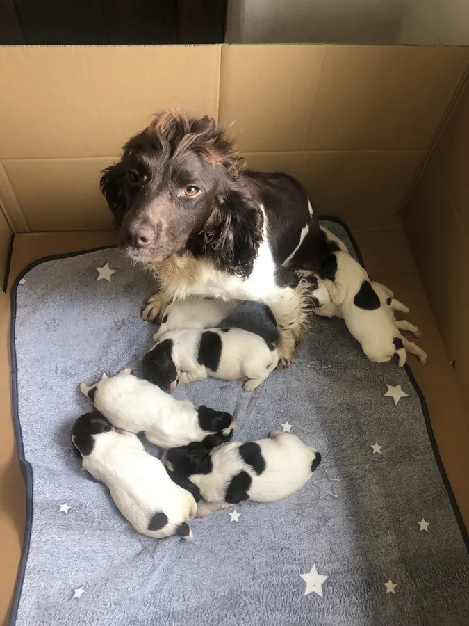 KC registered working puppies