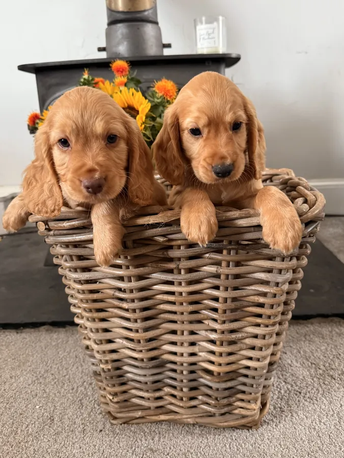 Stunning Health Tested KC Reg Working Cocker Spaniels