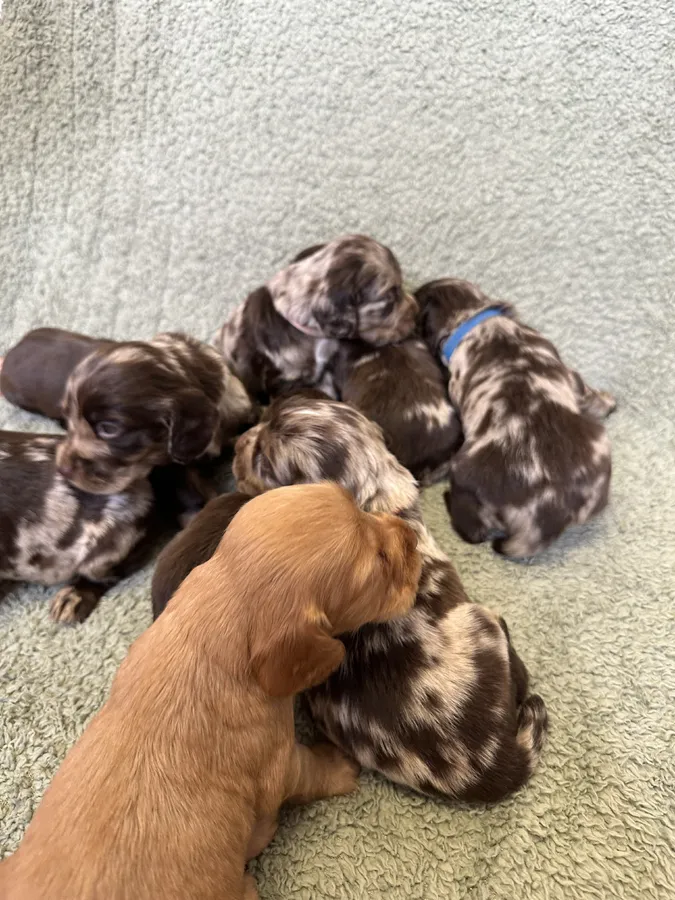 Working cocker puppies