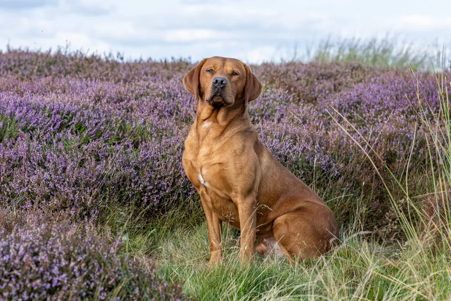Fox red labrador for stud