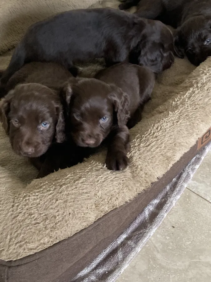 Working cocker spaniel puppies