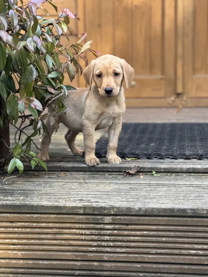 2 BOYS LEFT KC REG WORKING LINES