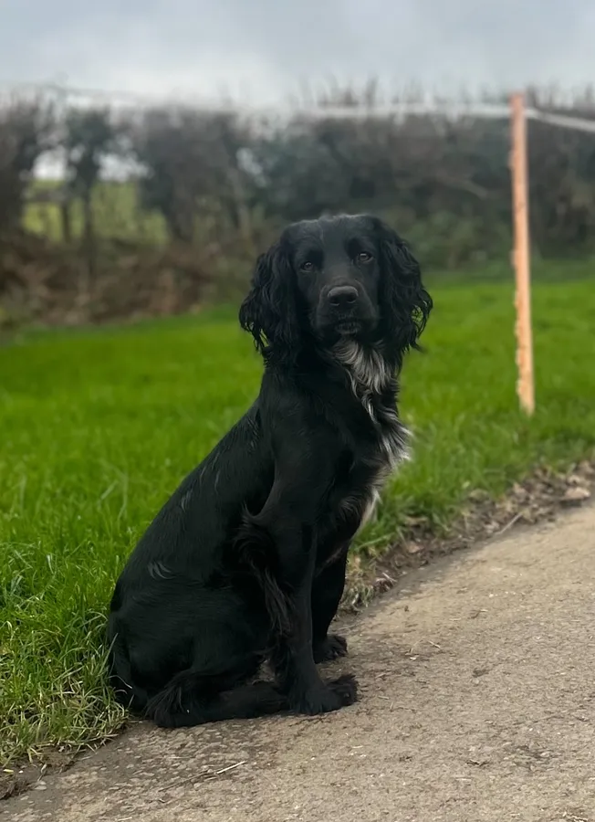 Fully trained cocker spaniel
