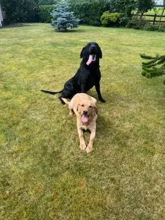 KC Working Labradors