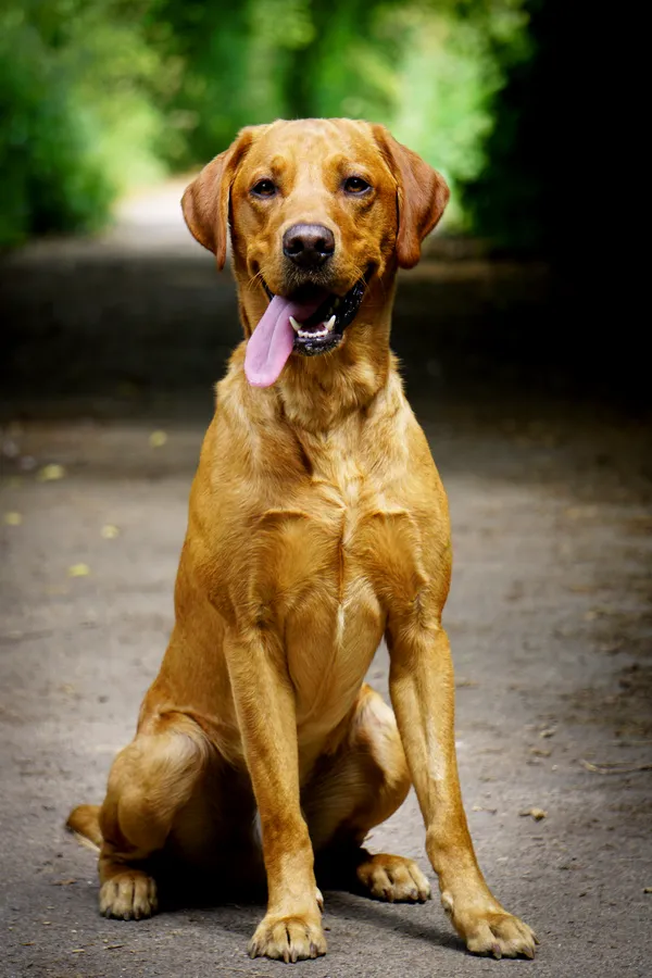 FOX RED Health Tested KC Labrador Retriever